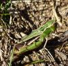 Stenobothrus lineatus lineatus